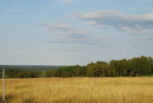 Yellow meadow and green forest. View of the field with yellowed grass burnt in the sun and the green forest. Above, there is a light blue sky with small white clouds.