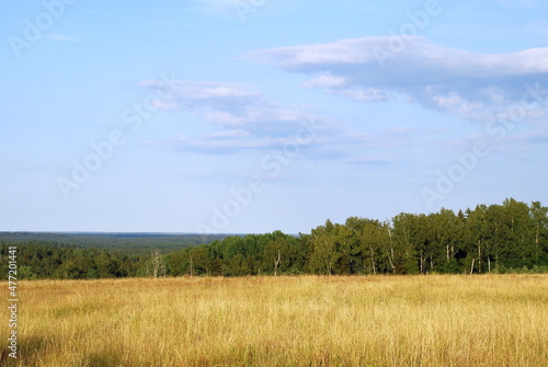 Yellow meadow and green forest. View of the field with yellowed grass burnt in the sun and the green forest. Above  there is a light blue sky with small white clouds.