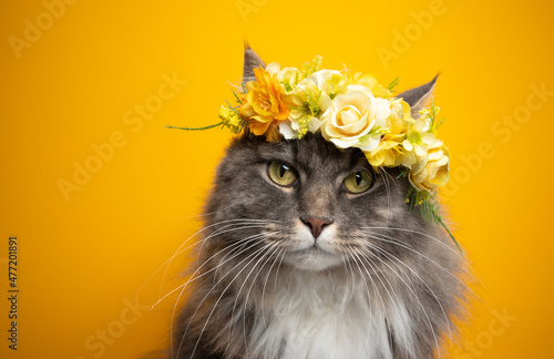 Photography blue tabby maine coon cat wearing flower crown with yellow blossoms looking at c