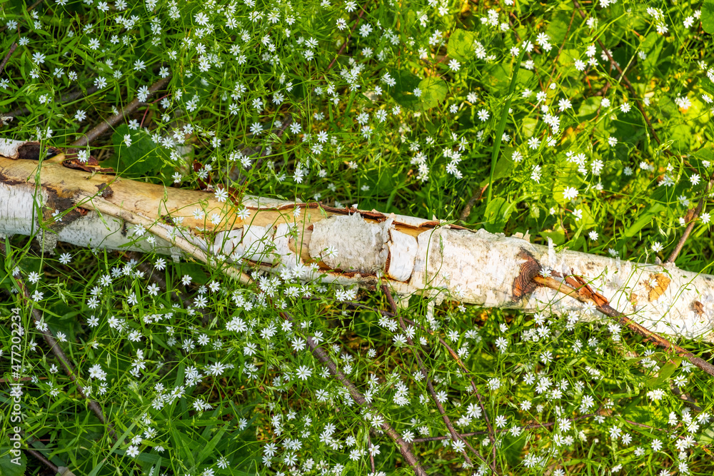 Fototapeta premium small white flowers and a fallen birch