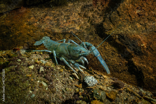 A crawfish without one claw