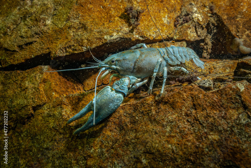 Underwater photo of big crayfish in the lake