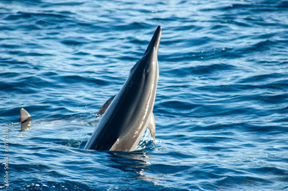 Fototapeta premium Dolphins