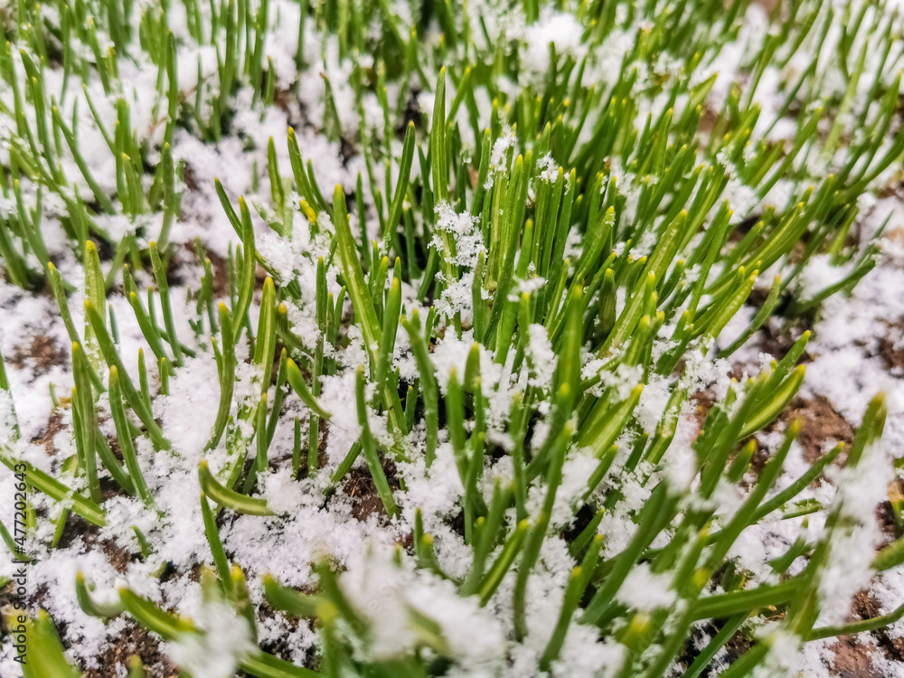 young snowdrops under the snow close-up spring is coming young snowdrops under the snow close-up spring is coming