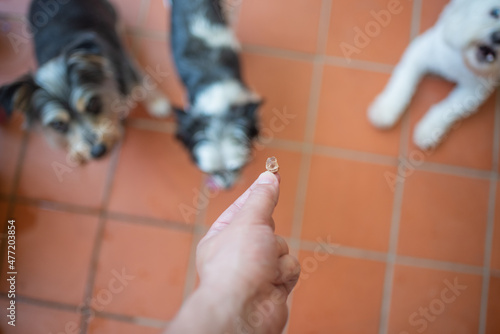 Selective focus on treat with dogs blurred in background