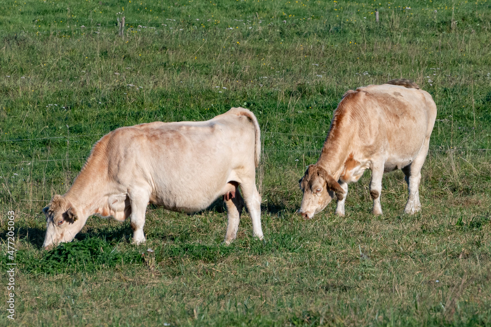 cow cow