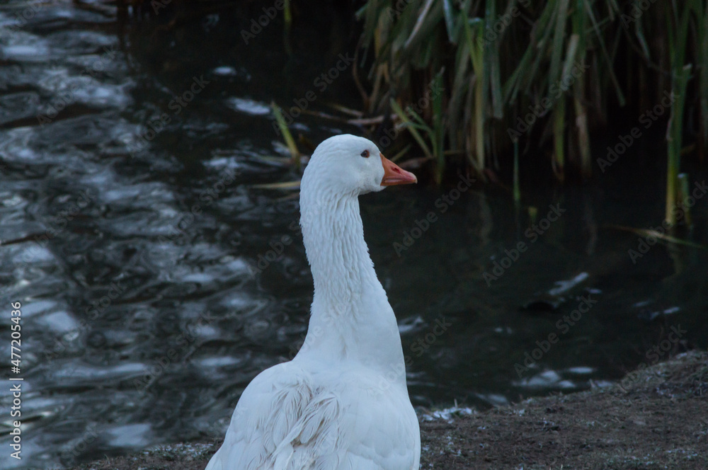 A white goose stands on the snow-dusted shore of a pond. November, cloudy day. A white goose stands on the snow-dusted shore of a pond. November, cloudy day.