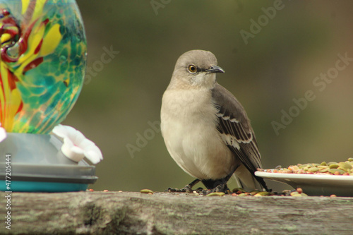 Northern Mockingbird At A Feeding Station.  © Christy Rowe