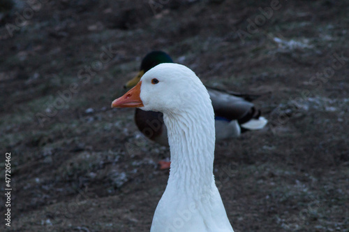 Portrait of a white domestic goose. November, cloudy and cold day.