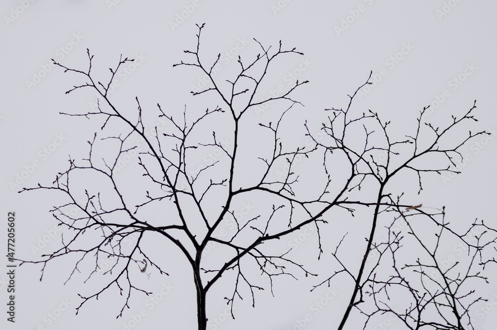 empty branch of a tree in winter