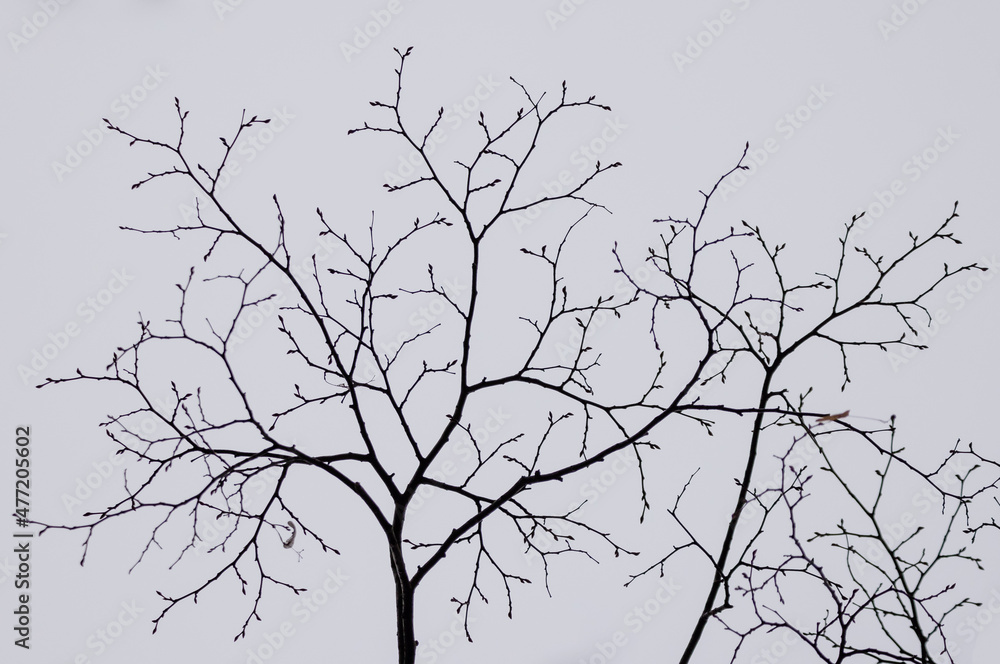 empty branch of a tree in winter empty branch of a tree in winter