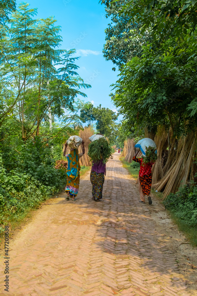 Obraz premium South Asian village women carry a large pile of grass for livestock on their heads. Bengali rural life.