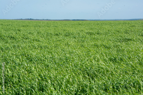 Pasturas para alimento de ganado, pastoreo, césped verde