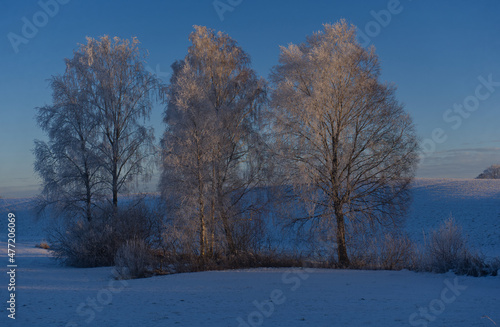 Trees in winter  frost