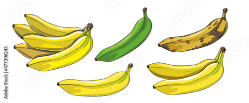 Banana set. Unripe, ripe and spoiled bananas and a bunch of bananas. Tropical fruits in cartoon style. Stock vector illustration isolated on a white background.