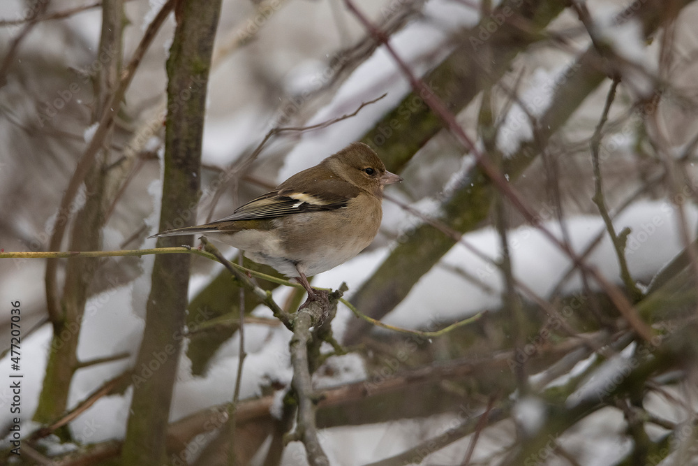 common finch 