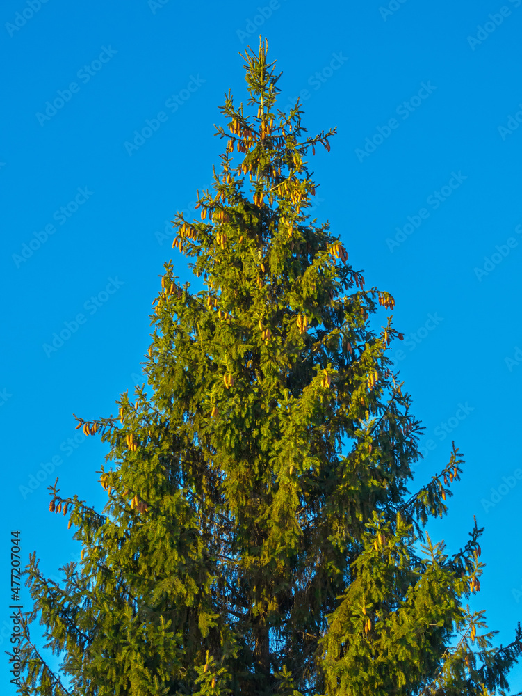Obraz premium Spruce tree landscape