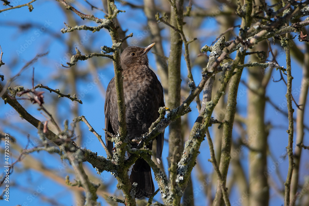 blackbird female blackbird female