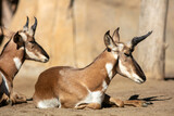 Thomson Gazelle Laying on the Ground Next to a Rock  in a Head Profile with another Behind