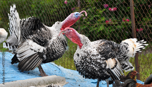 Turkeys in a rural yard