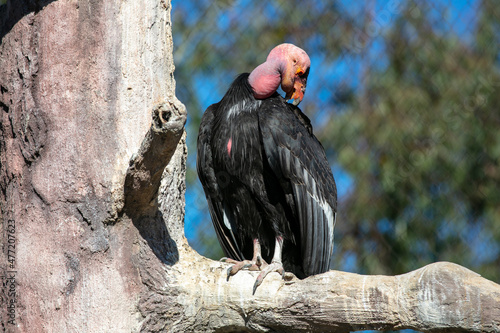  An Endangered California Condor in Its Habitat at the San Diego Zoo Perched on a Branch