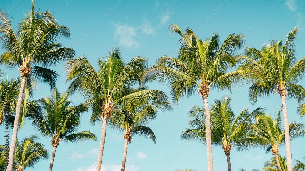 Palm trees in Florida - West Palm Beach Florida