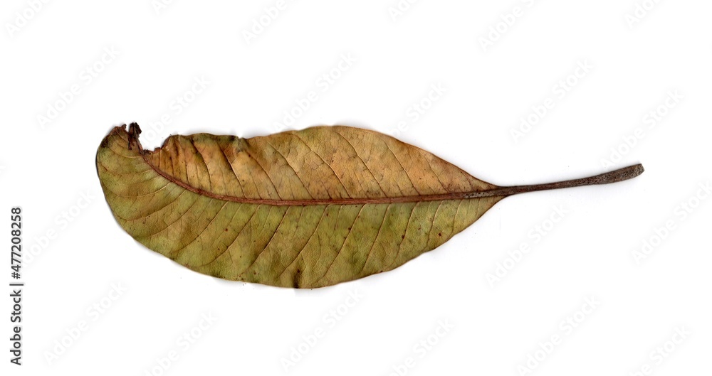 leaf isolated on white background leaf isolated on white background