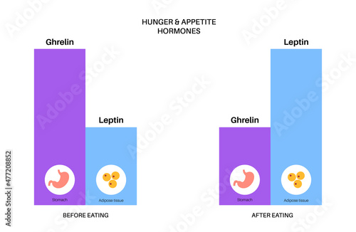 Hunger appetite hormones
