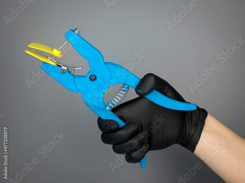 Hand in black nitrile glove holds pliers used to apply ear tags to cattle, pigs, and other animals. Livestock equipment identification