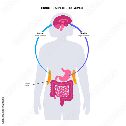 Hunger appetite hormones