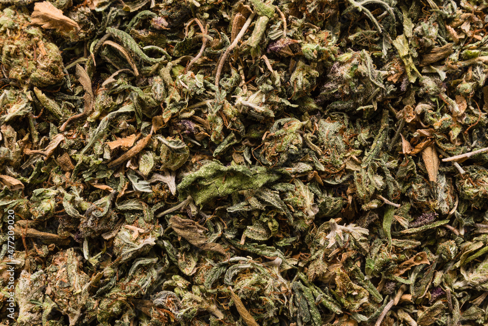 close up texture of dried and crumbled cannabis, hemp plant close up texture of dried and crumbled cannabis, hemp plant
