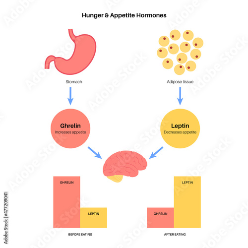 Hunger appetite hormones