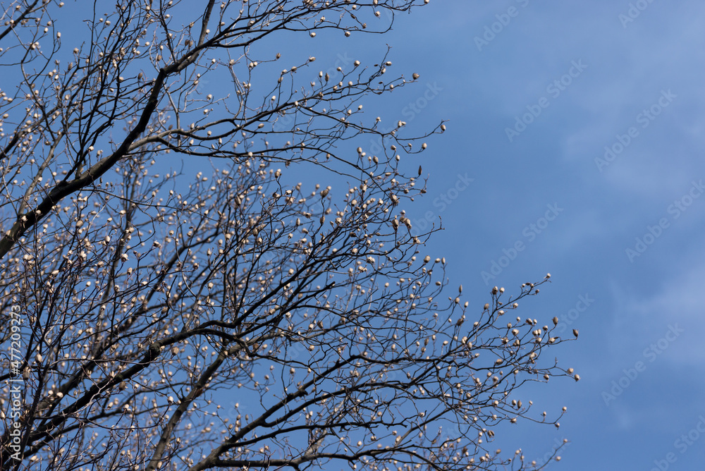 Fototapeta premium Tulip poplar tree branches against bright blue sky in early spring.