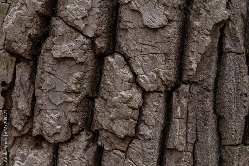 background, texture, pattern of tree bark