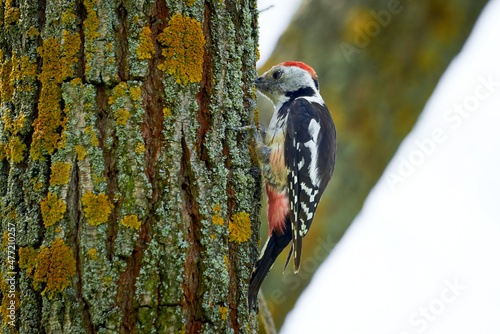 Middle spotted woodpecker drumming (Dendrocoptes medius) photo