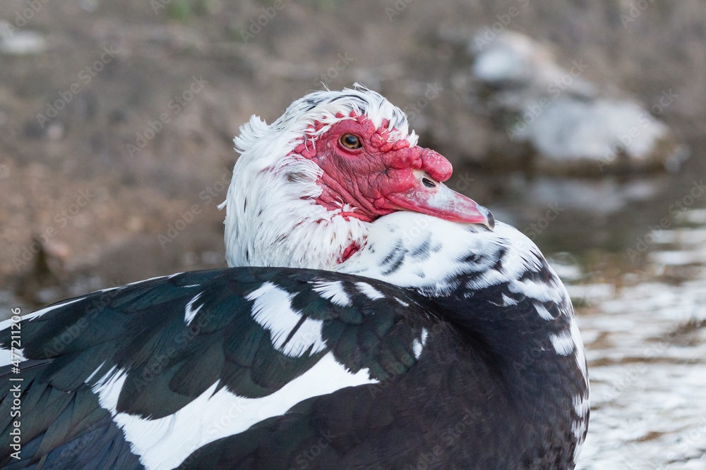 muscovy duck, close up, portrait muscovy duck, close up, portrait