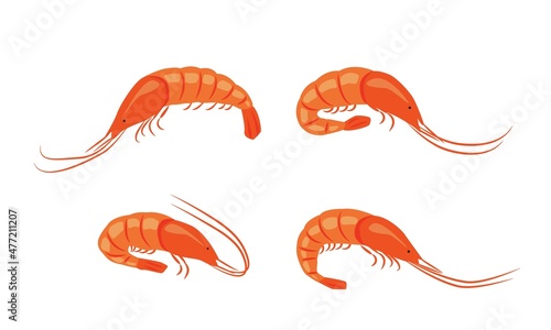 Set of shrimps in the style of flat, seafood. Vector illustration for the menu of fish restaurants, for packaging in markets and shops.