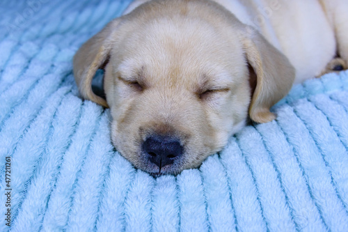 Young purebred puppy of labrador retriever sleeping on a bed