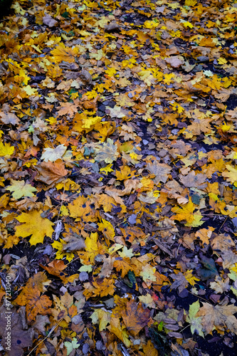 autumn leaves background