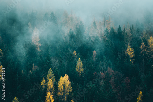 Valokuvatapetti Nebel in den Wäldern Österreichs