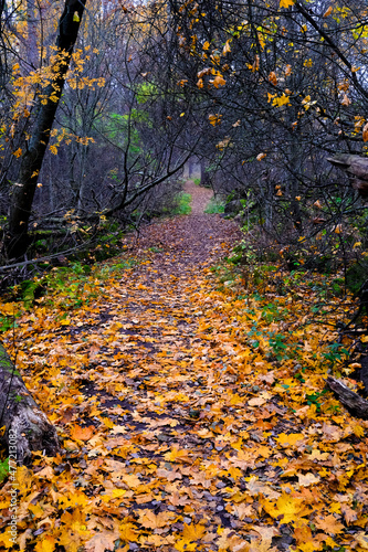 autumn in the forest