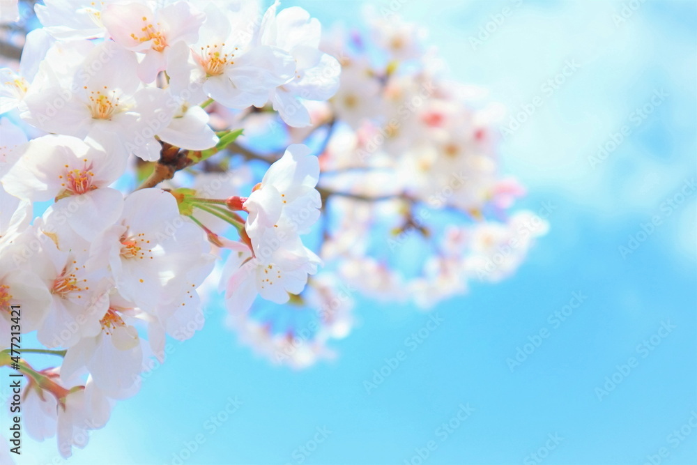 明るく爽やかなイメージの春の桜の花のアップと空 明るく爽やかなイメージの春の桜の花のアップと空
