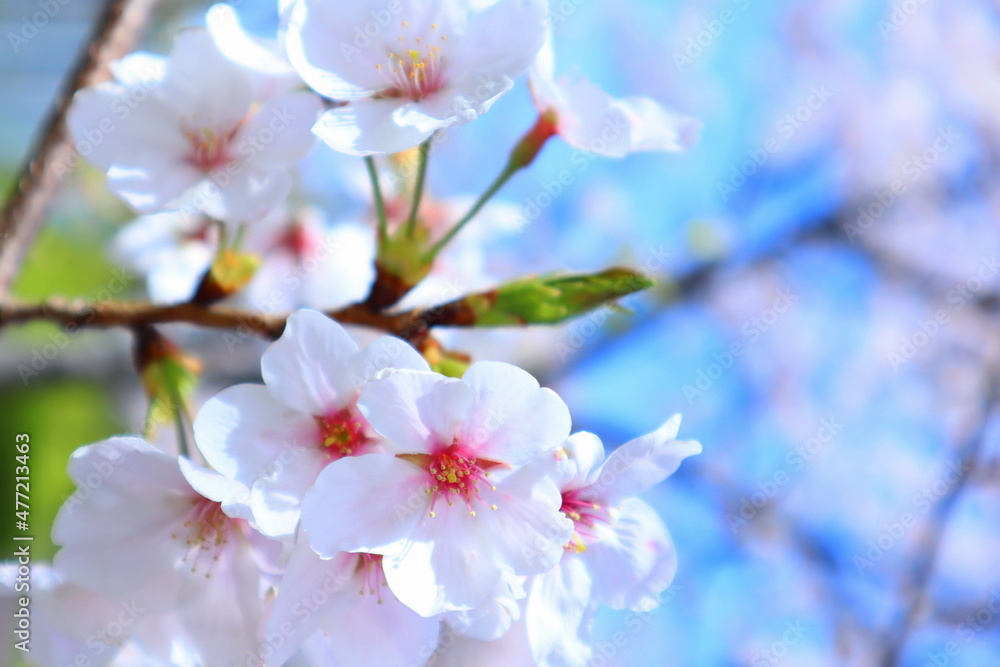 桜の花と青い空が鮮やかな輝く春の背景 桜の花と青い空が鮮やかな輝く春の背景