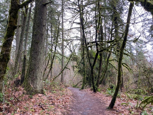 Trail Through the Forest