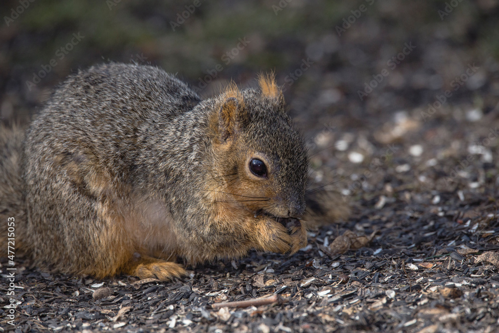 fox squirrel, close up, standing in dirt, by itself fox squirrel, close up, standing in dirt, by itself