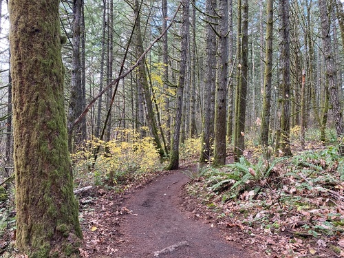 Path in the Woods