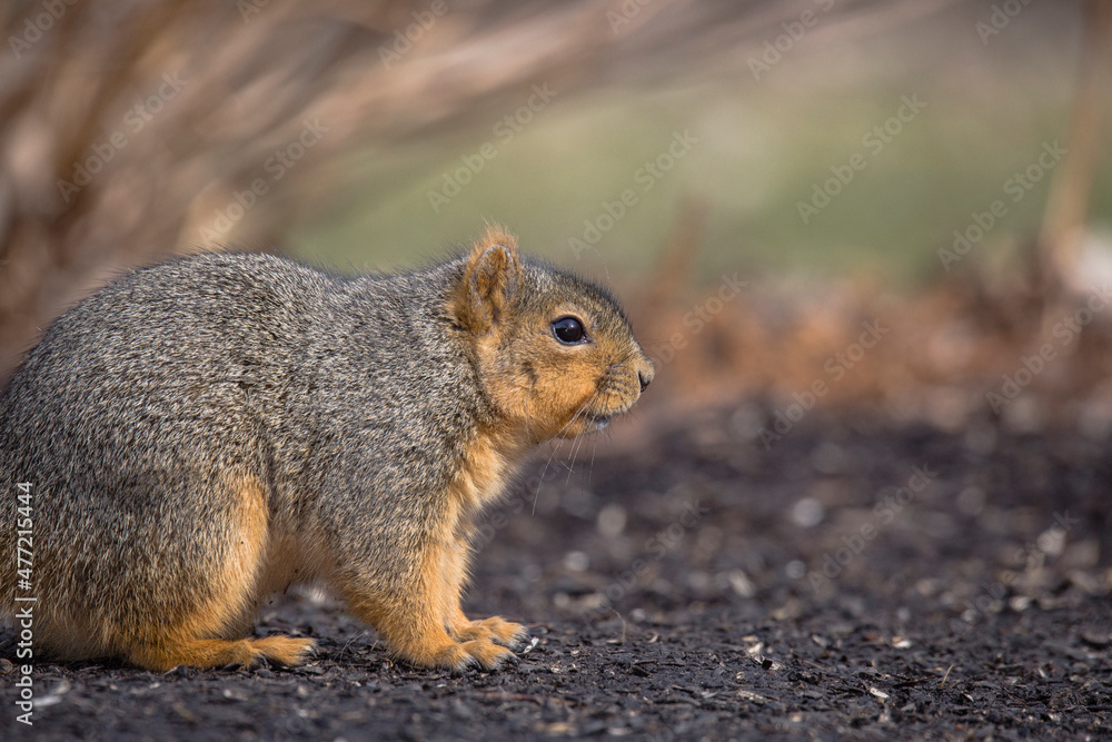 fox squirrel, close up, standing in dirt, by itself fox squirrel, close up, standing in dirt, by itself