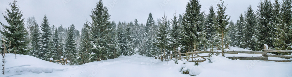 Rural winter landscape, panorama, banner - view of the snowy pine forest with a wooden fence in the mountains