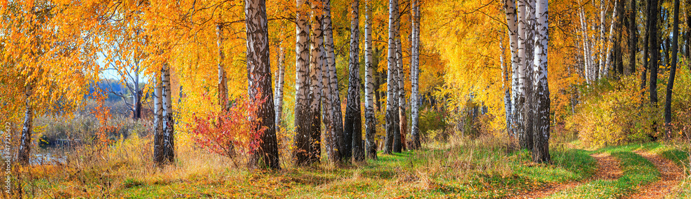 Fototapeta premium Birch grove with a country road next to the lake on sunny autumn day, beautiful landscape, huge panorama, horizontal banner