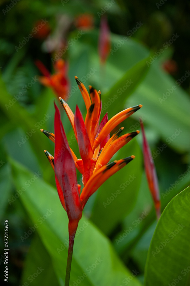 Fototapeta premium Tropical Flower